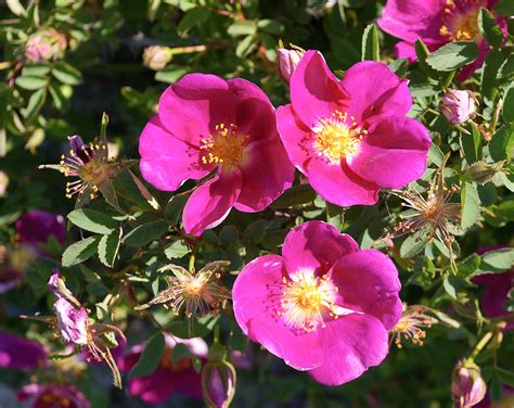 La pianta che colora di rosa la campagna scozzese .